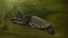 Останки возрастом пять миллионов лет заставляют пересмотреть эволюцию двухкоготных черепах