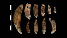 Европейские охотники периода палеолита ели мясо волка
