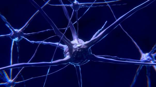 Где расположены нейроны, отвечающие за наше умение подстраиваться под новые ситуации?