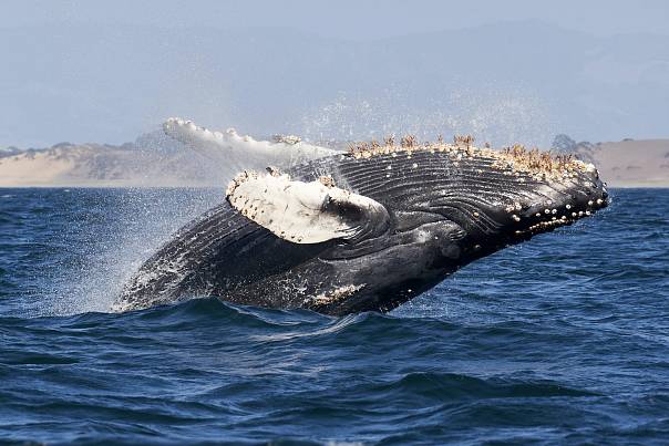 Горбатых китов исключили из списка животных под угрозой вымирания