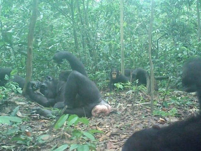 Ученые нашли у шимпанзе различия в культуре ловли термитов