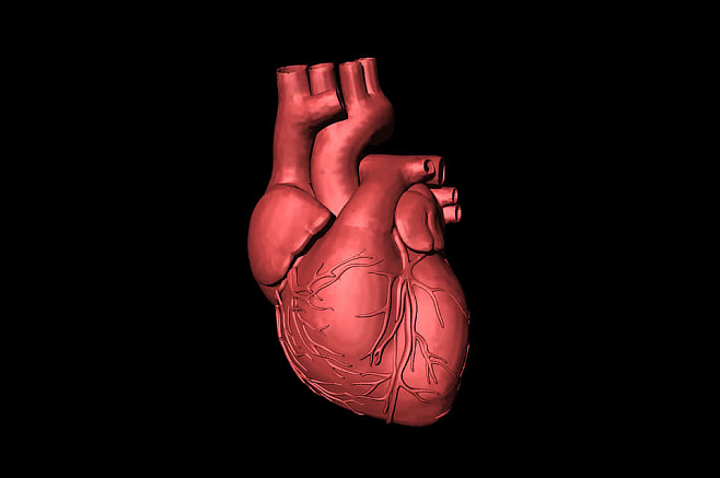 Настроенные биологические часы снижают повреждения сердца от лучевой терапии