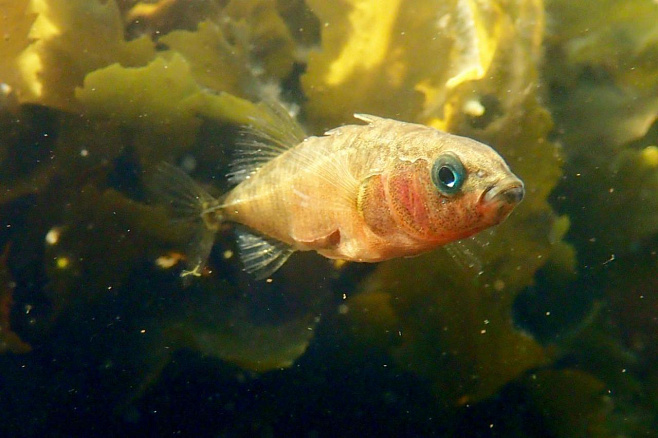 Маленькая рыбка дала ученым представление о генетической основе эволюции