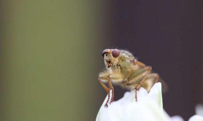 Новая модель, прогнозирующая сценарии будущей смерти плодовых мух от жары