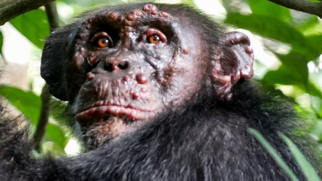 Проказа – древний бич человечества – атакует диких шимпанзе