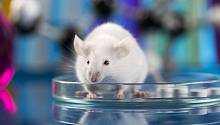Благодаря нанотехнологиям мыши смогли увидеть инфракрасный свет 