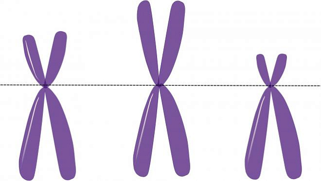 Мужская Y-хромосома умеет больше, чем мы думали 