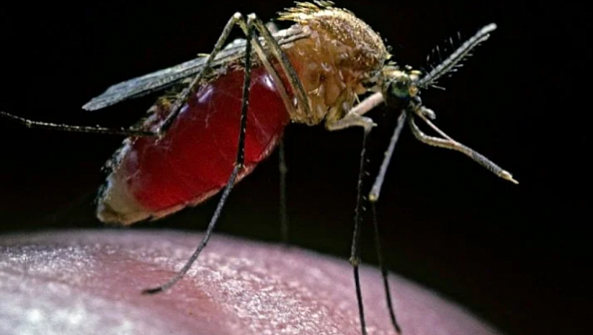 Найден микроб, способный остановить распространение малярии 