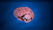 При сотрясении мозга повреждаются кровеносные сосуды