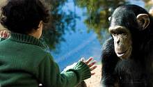Младенцы и шимпанзе говорят на одном языке