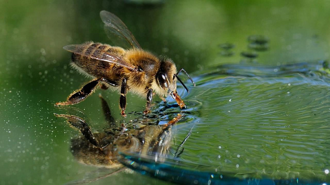 Пчёлы-сёрфингисты удивили исследователей