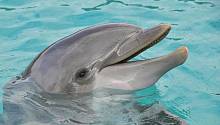 Разливы нефти имеют долгосрочные последствия для иммунитета дельфинов 