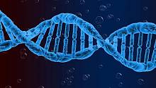 Мутации в ДНК оказались связаны с продолжительностью жизни