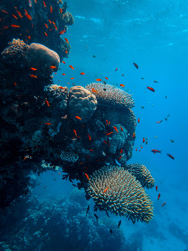 Спасти рядового коралла