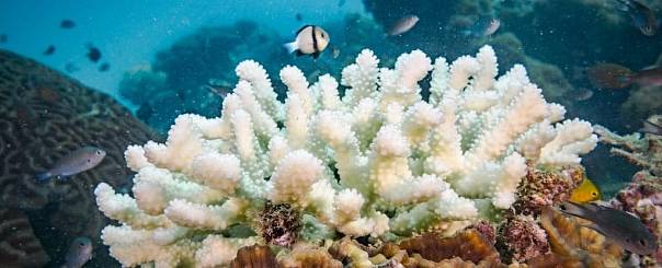Подводные громкоговорители привлекают рыбу к мертвым кораллам