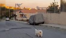 На Кипре мужчина выгулял собаку, используя дрон