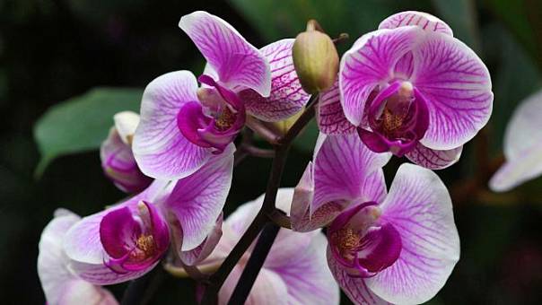 Российские исследователи вывели новый сорт орхидеи к восьмому марта