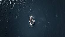 Хвост горбатого кита. Фото: Will Turner. unsplash.com