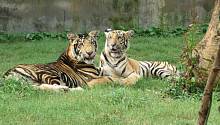 Редкий фенотип привёл к появлению индийских чёрных тигров