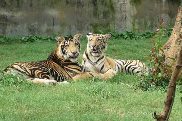 Редкий фенотип привёл к появлению индийских чёрных тигров