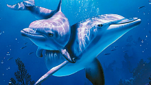 Дельфины всё чаще болеют язвой желудка. И вот почему