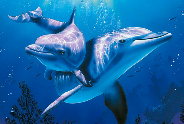 Дельфины всё чаще болеют язвой желудка. И вот почему