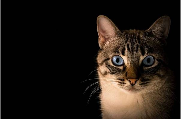Исследователи: контакты с кошками могут привести к психозу, если вы в группе риска