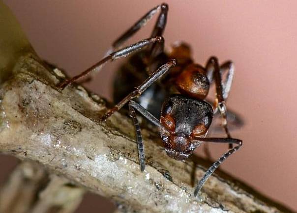 Обнаружено ранее неизвестное предназначение муравьиных антенн