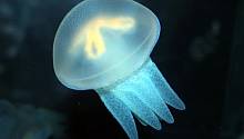 Разработаны бионические протезы, которые позволяют медузам двигаться быстрее