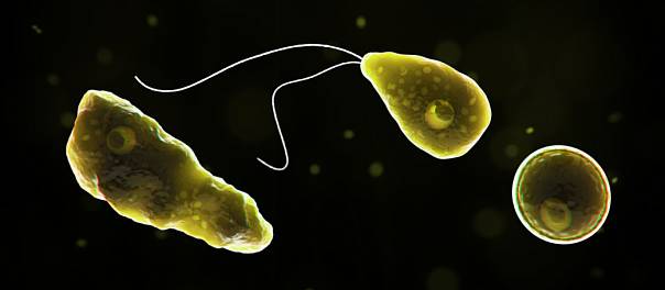 Naegleria fowleri: правда ли амёба может убить и как избежать заражения?