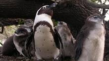 Пингвины недоедают из-за рыболовства