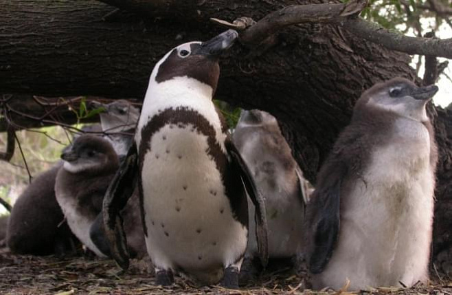 Пингвины недоедают из-за рыболовства