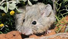 Исчезнувшие более века назад мыши оказались живы