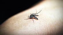 Ученые изучают трансформацию клеток при заражении малярией