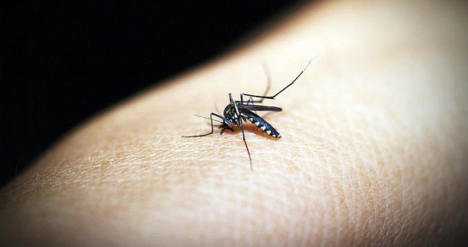 Ученые изучают трансформацию клеток при заражении малярией