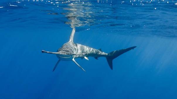 Морские животные могут проплыть тысячи километров, чтобы спастись от нагретой воды 