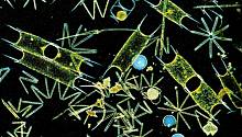 Геном фитопланктона поможет отследить изменения состава океана
