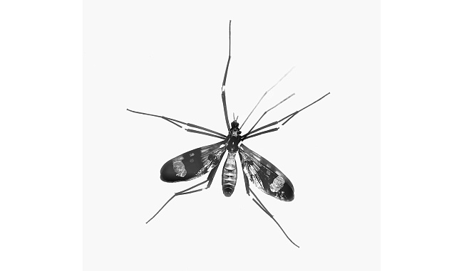 Комар в городе: ждать ли от него малярию, денге и Зику?