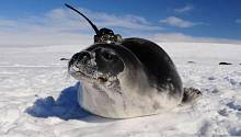 Тюлени помогли океанологам обнаружить новые течения в Южном океане