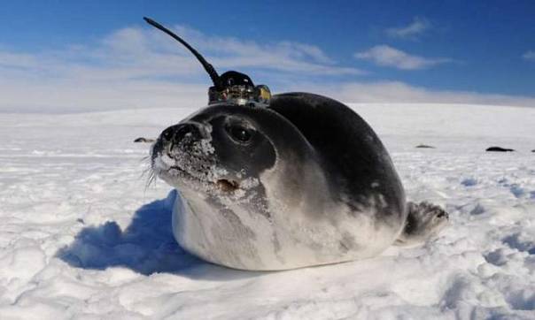 Тюлени помогли океанологам обнаружить новые течения в Южном океане