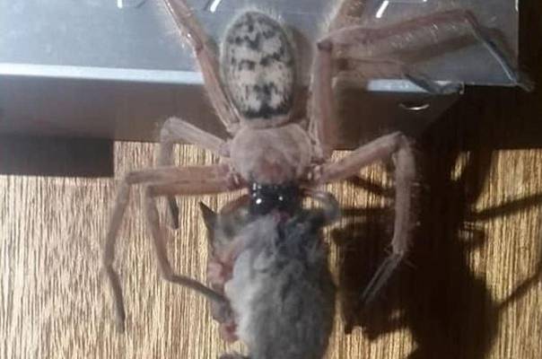 Австралийский ловчий паук сожрал опоссума
