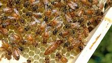 Пчёлы используют «цепную реакцию», чтобы общаться внутри роя