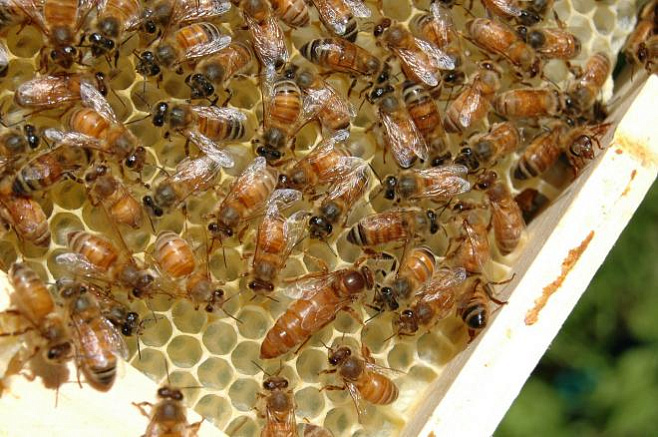 Пчёлы используют «цепную реакцию», чтобы общаться внутри роя