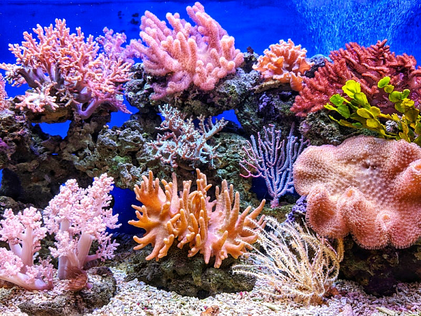 Учёные впервые смогли вырастить кораллы в лаборатории