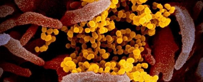 Ученые обнаружили новые мутации в коронавирусе 