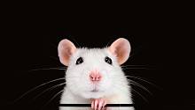 Вездесущие и всемогущие. 12 фактов о крысах