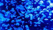 Ученые определили рецептор, определяющий сроки производства яйцеклеток у медуз