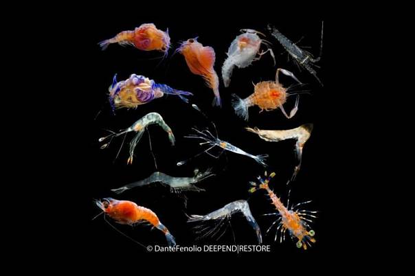Учёные впервые идентифицировали миниатюрных глубоководных существ