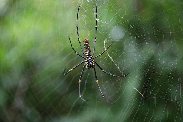 Желто-черный узор помогает паукам заманивать добычу