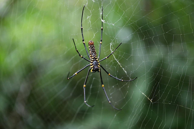 Желто-черный узор помогает паукам заманивать добычу